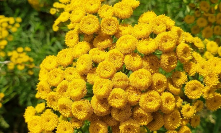 8 loại cây cảnh giúp đuổi côn trùng trong nhà bạn