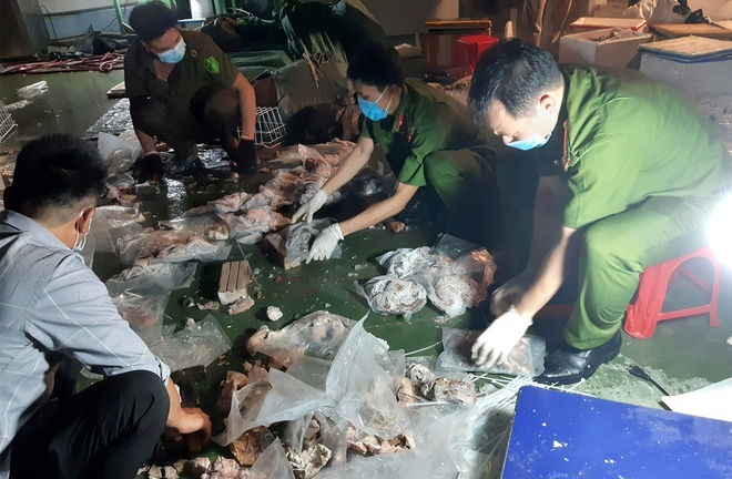 Triệt phá ổ nhóm giấu ma túy vào dạ dày lợn, gắn định vị để chuyển ra nước ngoài