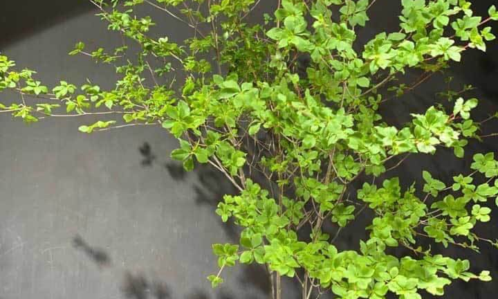 Tranh nhau mua cành cây giá tiền triệu