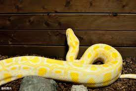 Trăn vàng quý hiếm nặng gần 40 kg rơi từ tầng 20 chung cư xuống đất 