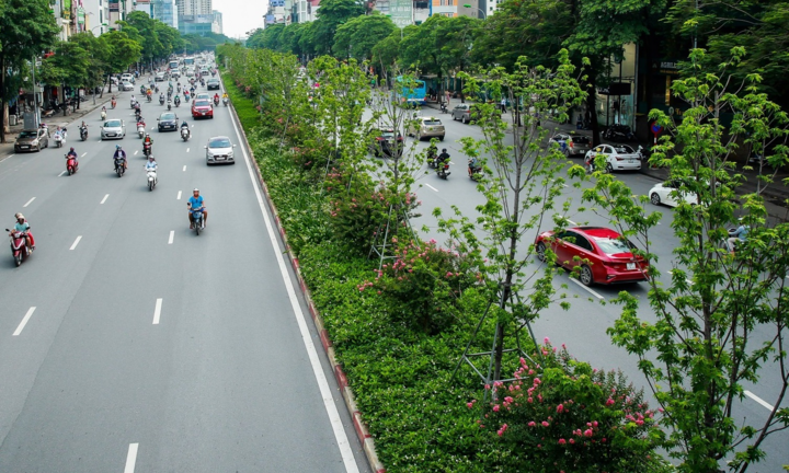 Vì sao Hà Nội di chuyển hàng phong lá đỏ giữa ngày nắng nóng?