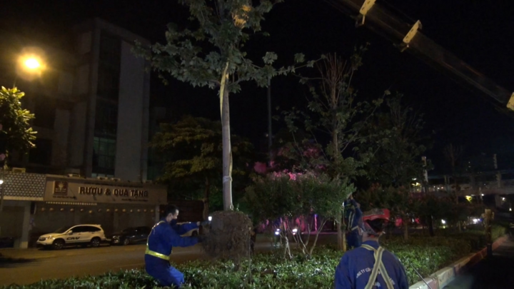 Video: Hà Nội di dời hơn 200 cây phong lá đỏ trong đêm