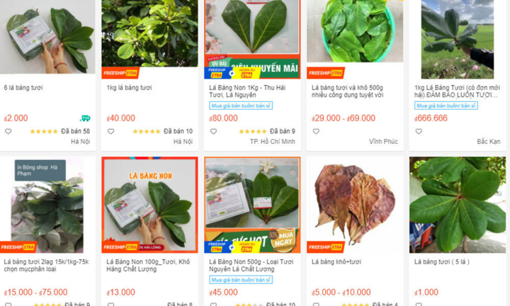 Những loại lá bình thường bỗng thành hàng hot trên trang thương mại điện tử