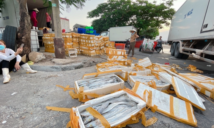 Tiểu thương bật khóc vì đặc sản rớt giá, làm thức ăn chăn nuôi