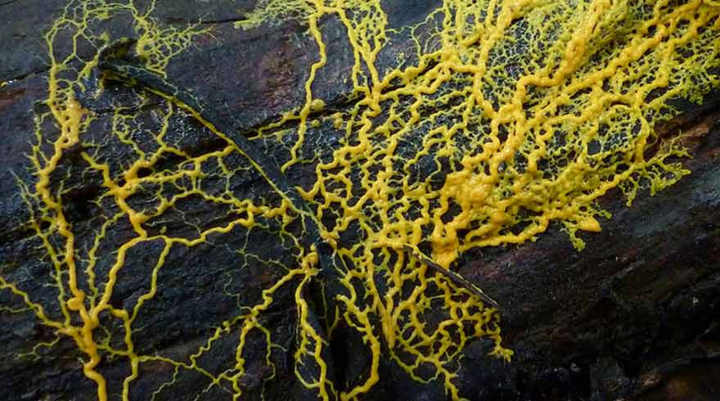 Sinh vật ‘bí ẩn nhất tự nhiên’: Không não vẫn 'học' được, có hơn 700 giới tính