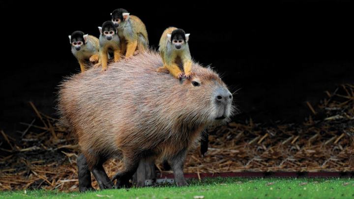 Video: Chuột nặng 68kg, được phong 'hoa hậu thân thiện' trong giới động vật