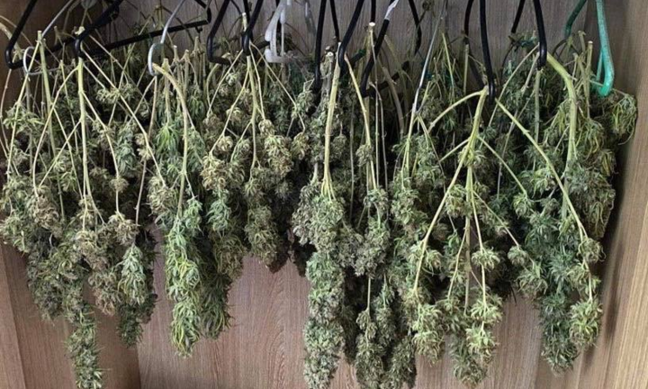 Cặp vợ chồng ở Hà Nội giấu 103 cành cần sa trong tủ quần áo