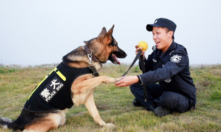 Trường cảnh sát Trung Quốc bán đấu giá cảnh khuyển nhát gan