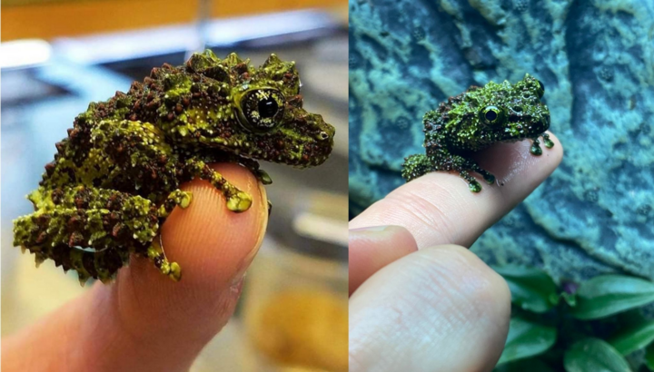 Loài ếch Việt Nam ‘quái dị nhất hành tinh’ là thú cưng được săn đón ở phương Tây