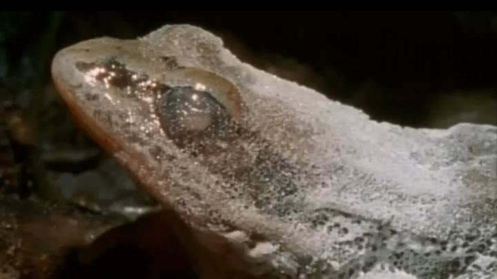 Video: Loài ếch ở Mỹ tự đóng băng 60% cơ thể
