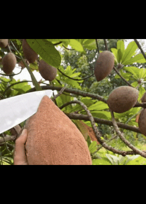 Quả hồng xiêm 'siêu to khổng lồ': Bổ ra đỏ rực, chưa thấy bao giờ