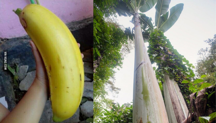 Sốc với quả chuối ‘siêu to khổng lồ’ 18 cm, ngước nhìn thân cây còn choáng hơn