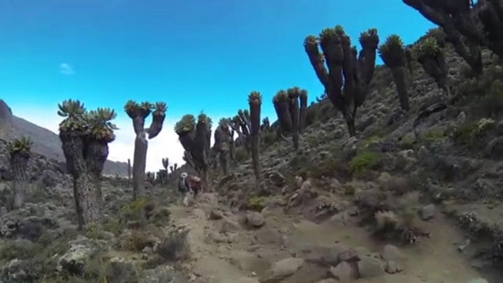 Video: Loài cây kỳ lạ trên đỉnh núi lửa ở Tanzania