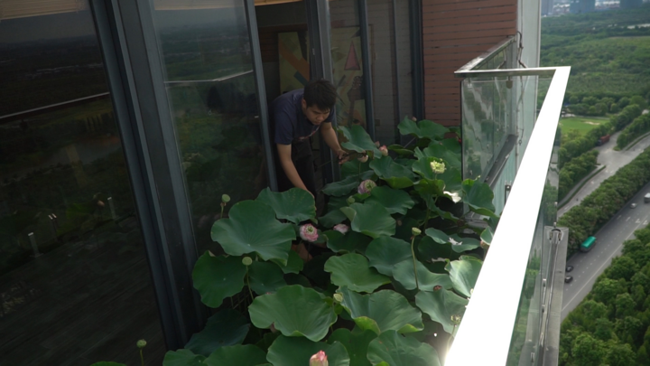 Video: Ngắm hồ sen trên tầng 30 chung cư ở Hà Nội