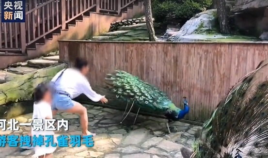 Dân mạng Trung Quốc nổi giận với bà mẹ vặt lông công để dỗ con