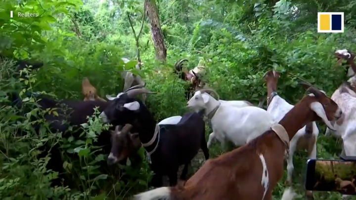 Video: Đàn dê diệt cỏ xâm lấn công viên ở Mỹ