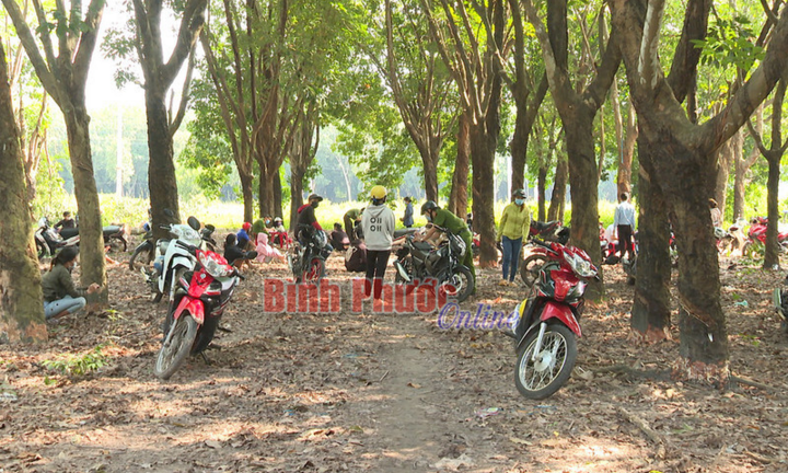 Tụ tập trong lô cao su, nhóm người ở Bình Phước bị phạt 450 triệu đồng