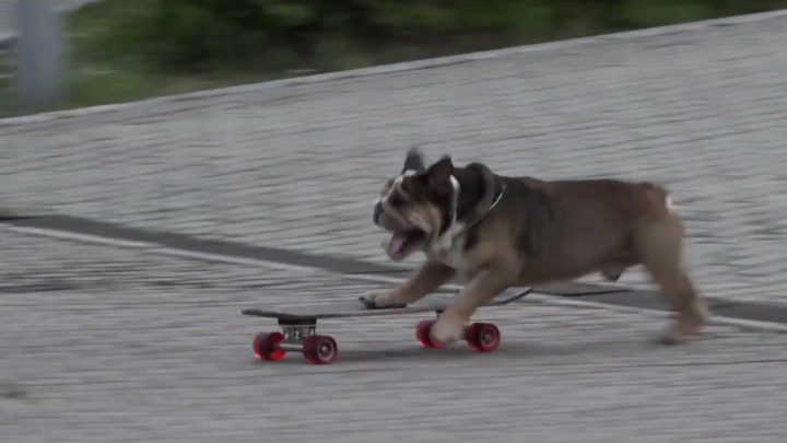 Video: Chú chó bull ở Nga trổ tài lướt ván trượt điêu luyện