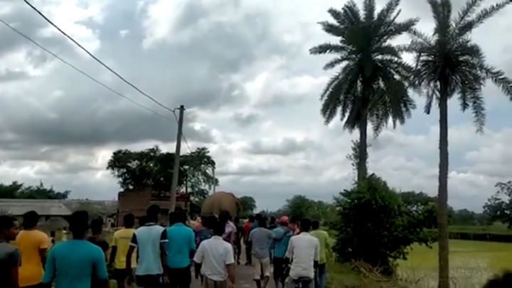 Video: Người dân 'hộ tống' voi rừng ra khỏi làng