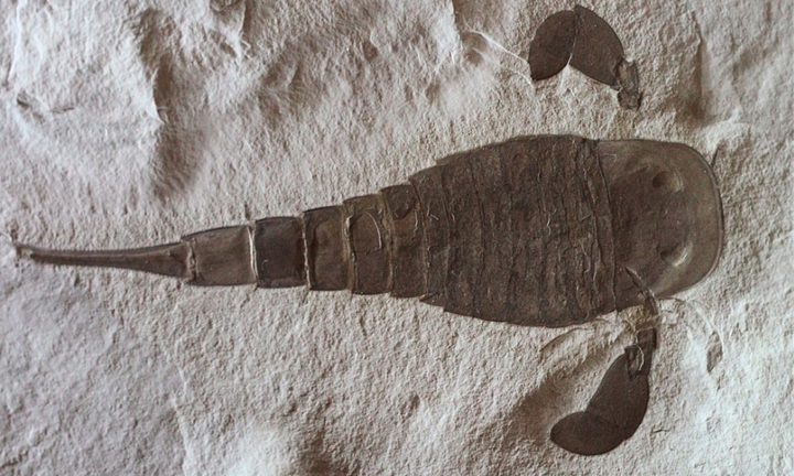 Bọ ba thùy bị khoét mắt khi đối đầu với bọ cạp biển 450 triệu năm trước