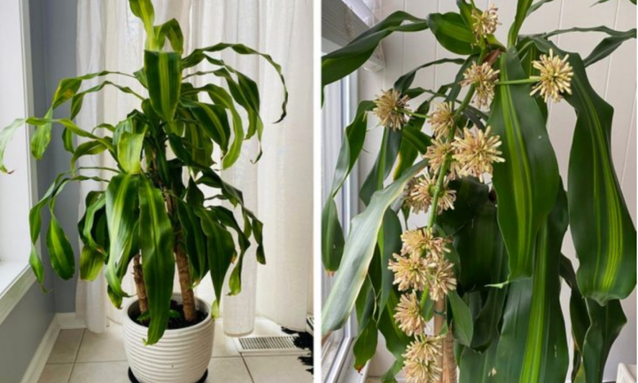 9 loại cây cảnh giúp hút ẩm cho ngôi nhà