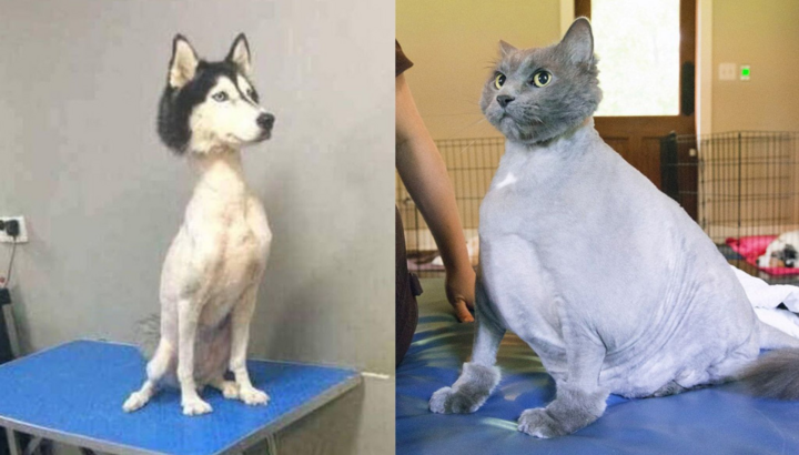 Khi 'sen' trổ tài tự cạo lông thú cưng và cái kết khiến các 'boss' nổi quạu