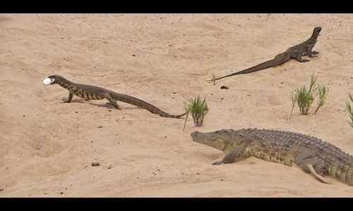 Cá sấu mẹ đấu với cặp kỳ đà để bảo vệ trứng
