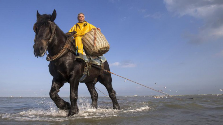 Video: Nghề đánh bắt tôm trên lưng ngựa ở Bỉ