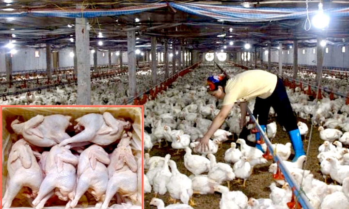 Gà rớt giá thảm: 'Bán 1 con lỗ 100 nghìn, 10 năm may ra lấy lại vốn'
