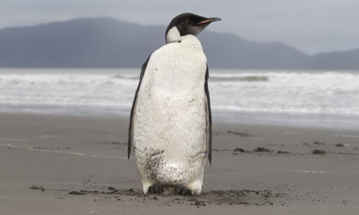 Dự báo 98% chim cánh cụt Hoàng đế biến mất vào năm 2100