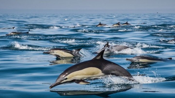 Video: Cảnh tượng hàng trăm cá heo 'tháo chạy' trước mũi thuyền