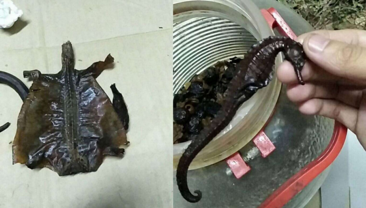 Cô gái tặng bố bình rượu thuốc, uống 7 năm mới phát hiện sự thật đáng sợ ở trong