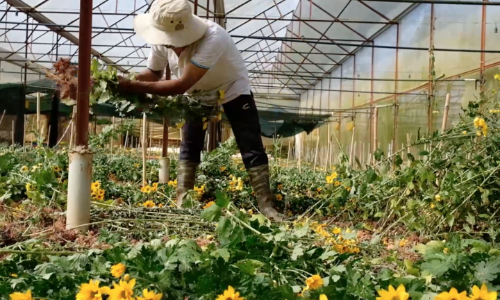 Video: 5000 đồng một cành không ai mua, nông dân Đà Lạt nhổ hoa trồng vụ mới