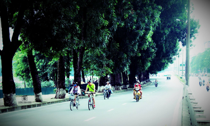 Tiếc nhớ hàng xà cừ cổ thụ trên đường Kim Mã