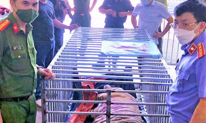 17 con hổ nuôi nhốt trái phép trong nhà dân: Khởi tố, bắt tạm giam bị can