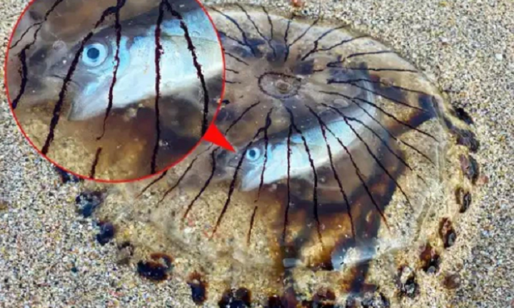 Cá bơi tới trú ẩn nhờ, sứa đốt luôn rồi làm thịt