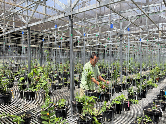 Gặp gỡ cha đẻ của những mặt bông 'độc nhất vô nhị' tại vườn lan Pleiku Xanh