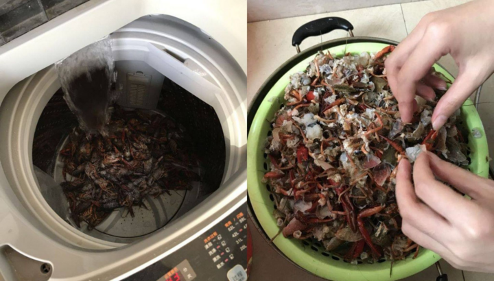 Bắt chước clip mạng, cô gái cho 2,5kg tôm hùm vào máy giặt để rửa và cái kết