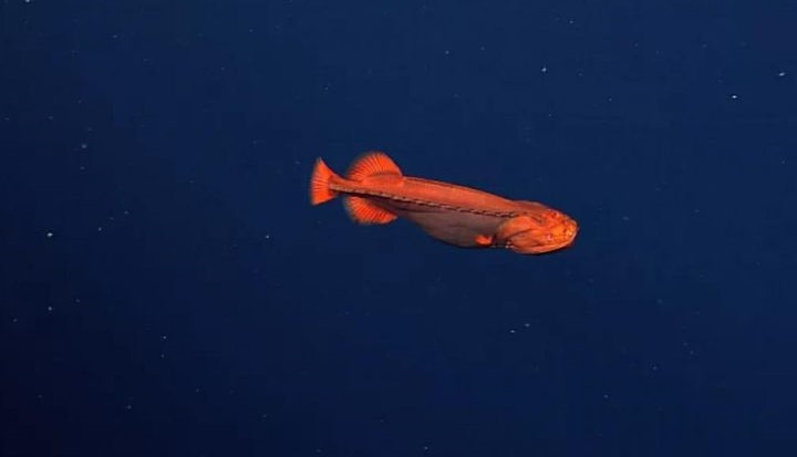 Loài cá cực hiếm có khả năng thay đổi hình dạng