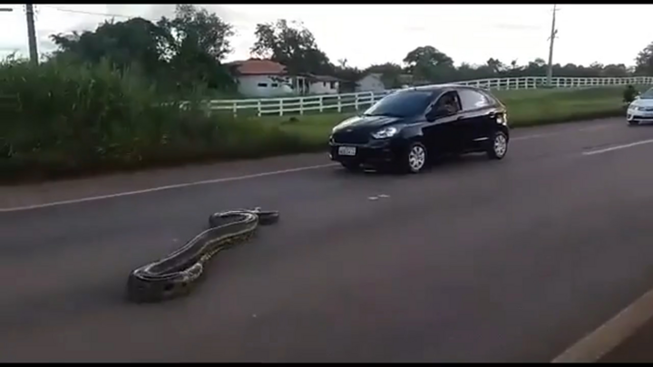 Video: Trăn khổng lồ thản nhiên bò qua đường cao tốc ở Brazil