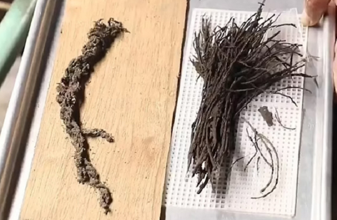 Bó hoa 2.000 năm tuổi còn nguyên dây buộc dưới kim tự tháp