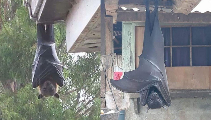 Sinh vật hệt như ‘người dơi’ khiến dân tình giật mình ngỡ quái vật 