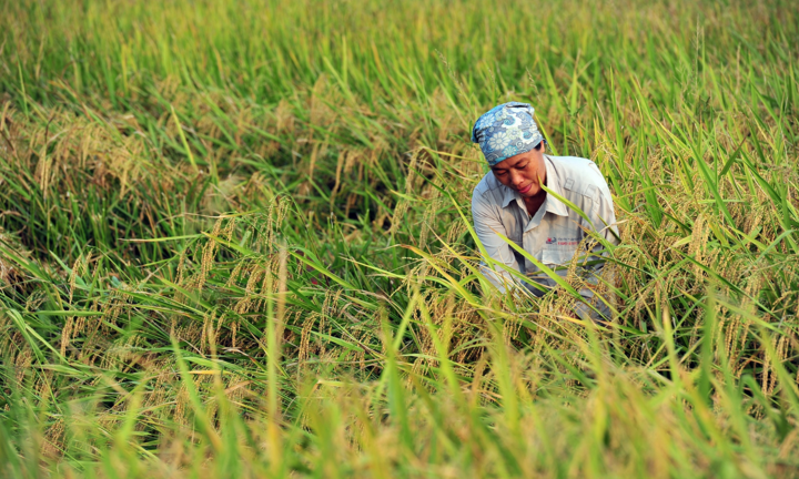 Đề xuất phân ‘luồng xanh’ cho vận chuyển gạo bằng đường sông