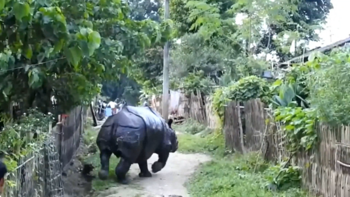 Video: Tê giác lang thang, lục đồ đạc nhà dân trong ngôi làng ở Ấn Độ