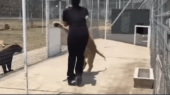 Video: Sư tử vồ ngã người đàn ông và cái kết bất ngờ