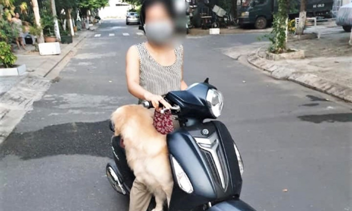 Đà Nẵng: Nhiều người bị phạt vì cố tình ra đường, chở chó đi dạo