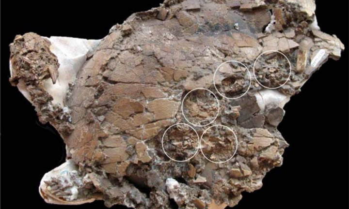 Chục trứng 75 triệu năm trong cơ thể rùa mẹ