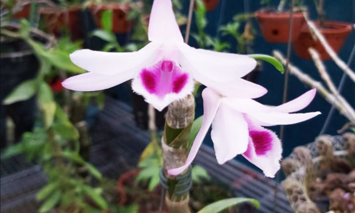 Tình cảnh nhiều người bỏ tiền tỷ 'ôm' lan đột biến