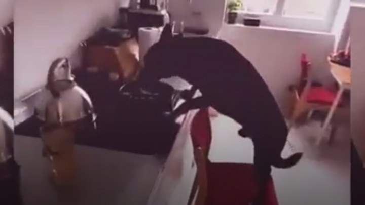 Video: Chú chó đẩy ghế trèo lên bếp ăn vụng 