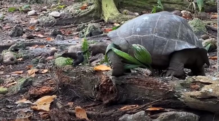 7 phút làm thịt nhạn biển non của loài rùa 'ăn chay' 